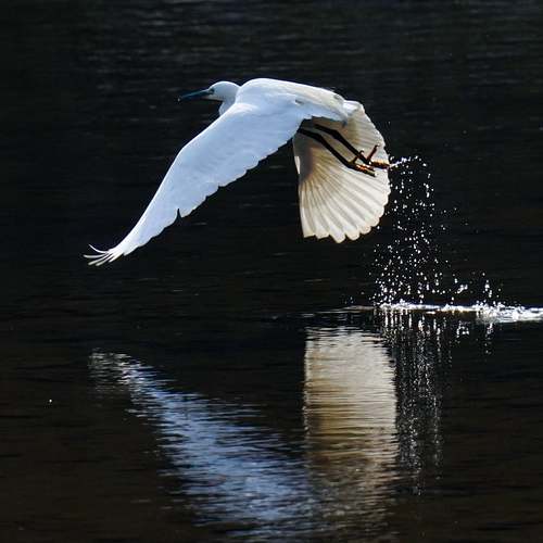 2025 이마트 고래잇 페스타: 할인 혜택의 모든 것을 알아보세요!