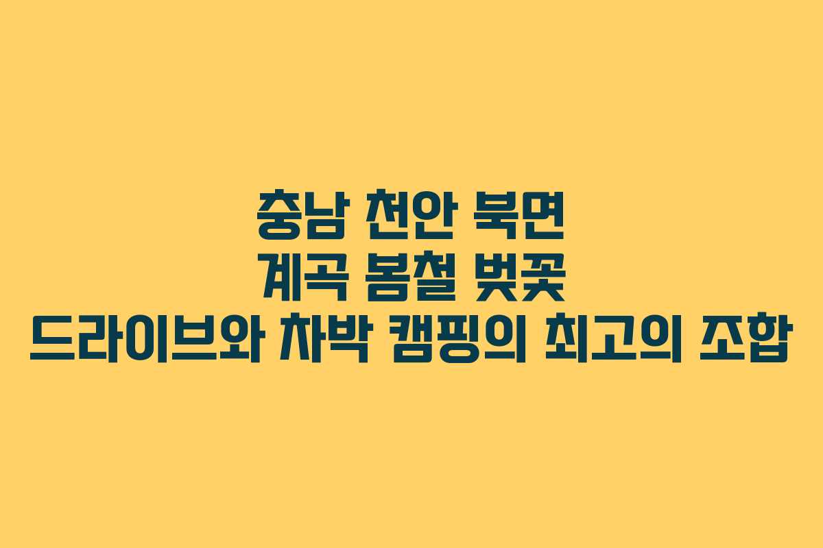 충남 천안 북면 계곡 봄철 벚꽃 드라이브와 차박 캠핑의 최고의 조합