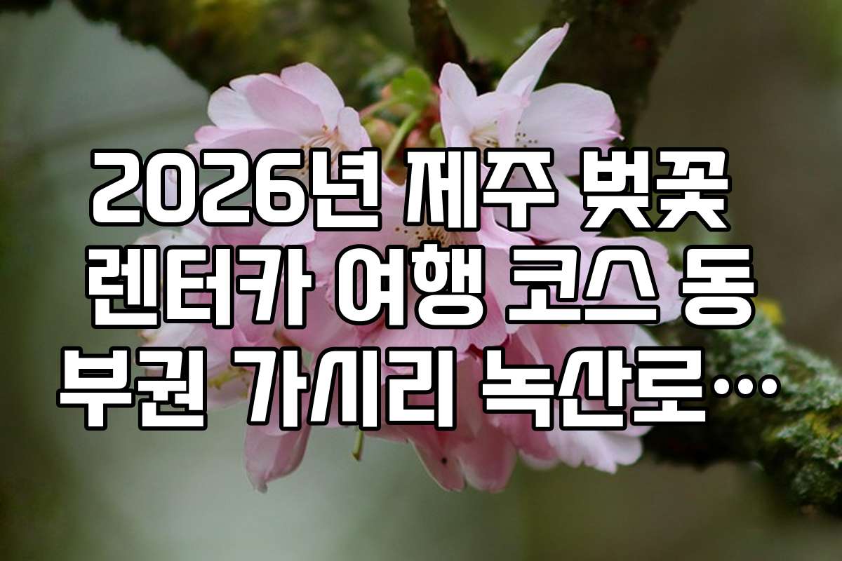 2026년 제주 벚꽃 렌터카 여행 코스 동부권 가시리 녹산로 유채꽃 합동 투어