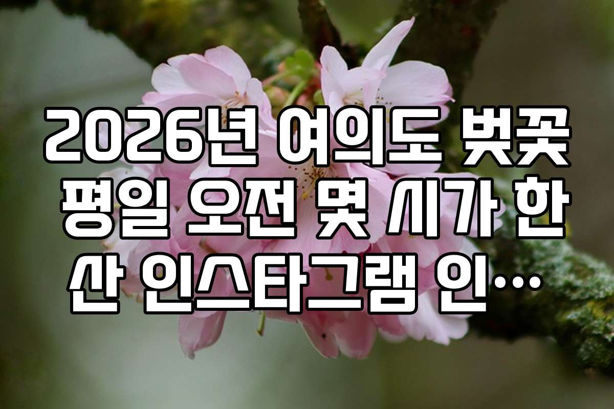 2026년 여의도 벚꽃 평일 오전 몇 시가 한산 인스타그램 인증샷 최적기