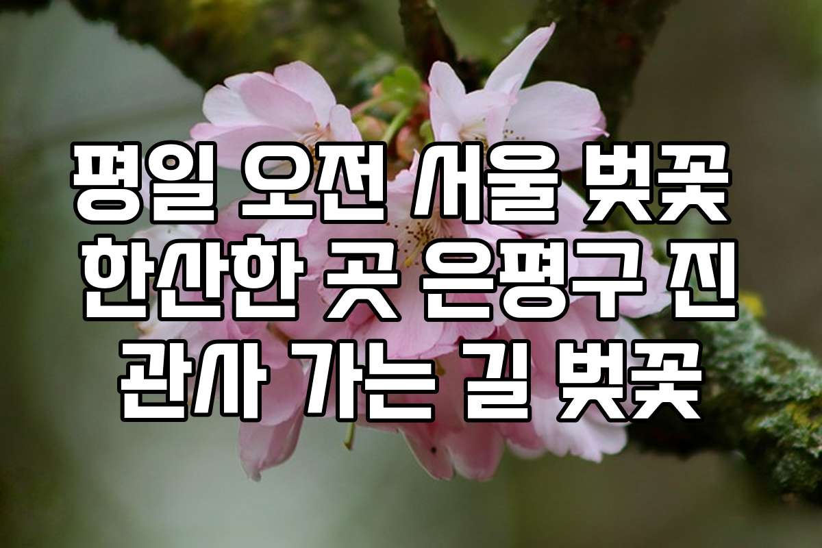평일 오전 서울 벚꽃 한산한 곳 은평구 진관사 가는 길 벚꽃