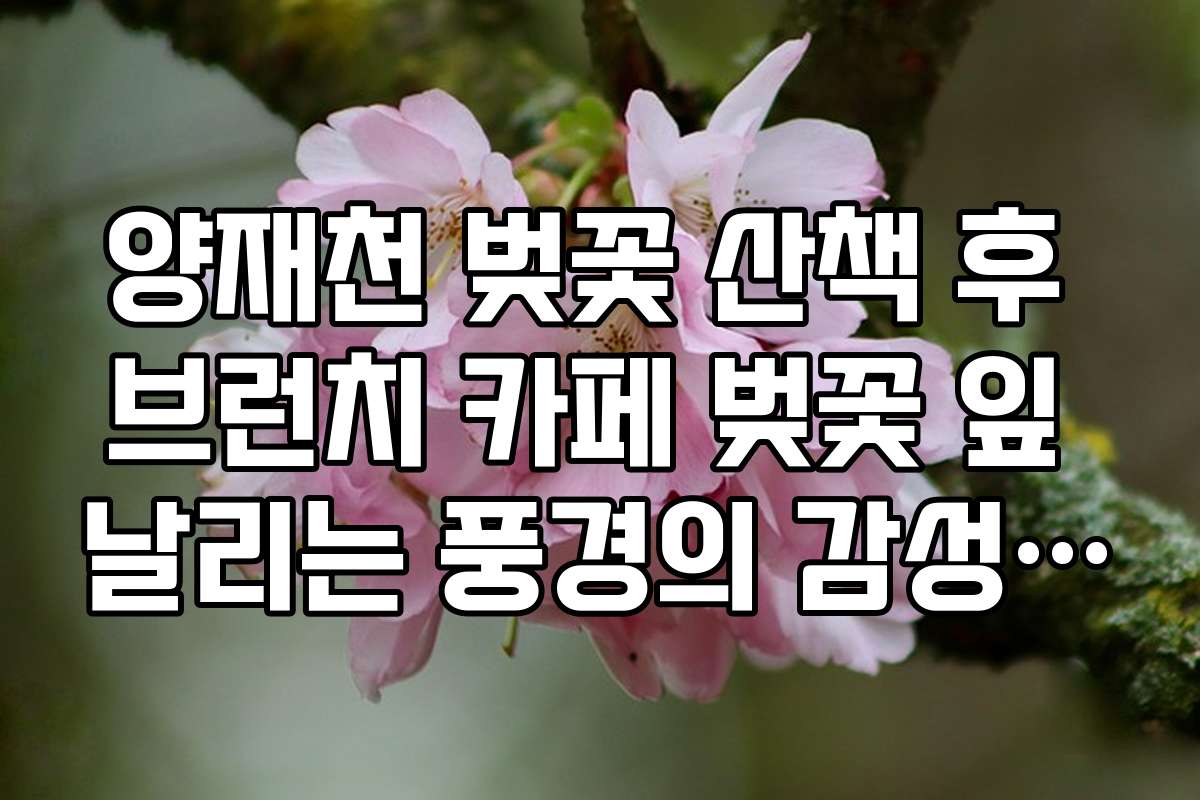 양재천 벚꽃 산책 후 브런치 카페 벚꽃 잎 날리는 풍경의 감성 카페
