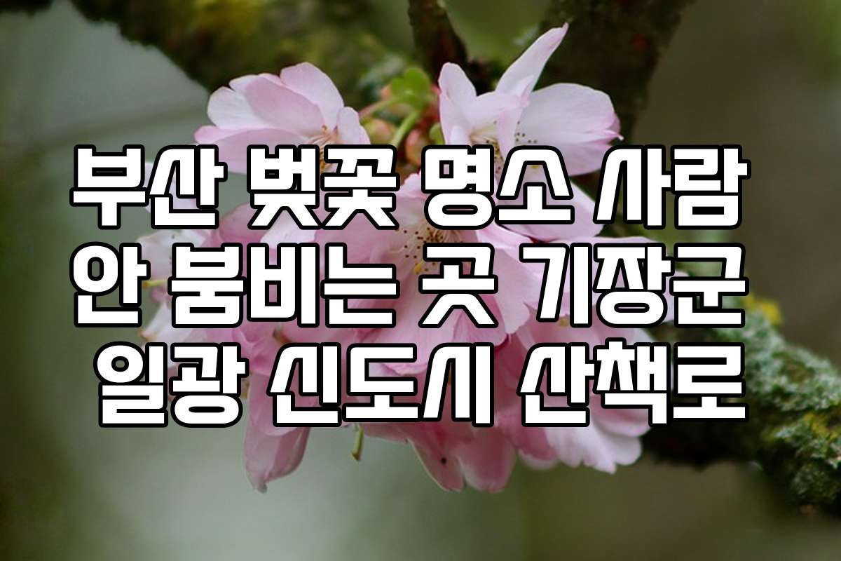 부산 벚꽃 명소 사람 안 붐비는 곳 기장군 일광 신도시 산책로