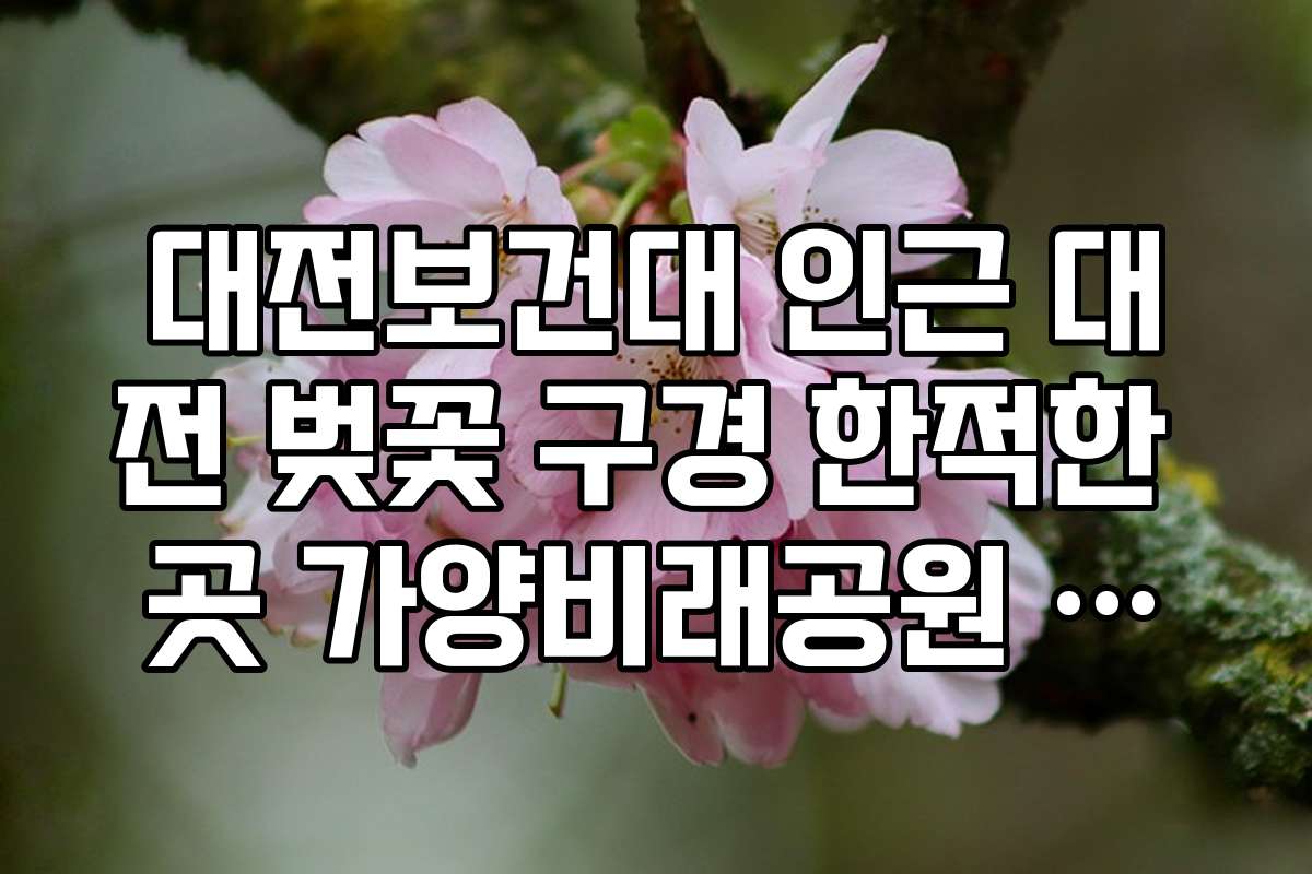 대전보건대 인근 대전 벚꽃 구경 한적한 곳 가양비래공원 벚꽃
