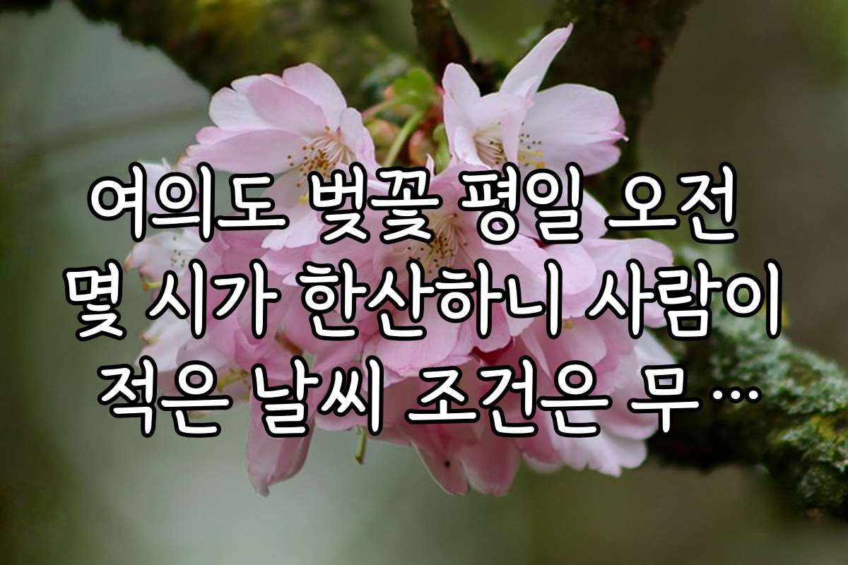 여의도 벚꽃 평일 오전 몇 시가 한산하니 사람이 적은 날씨 조건은 무엇인가요