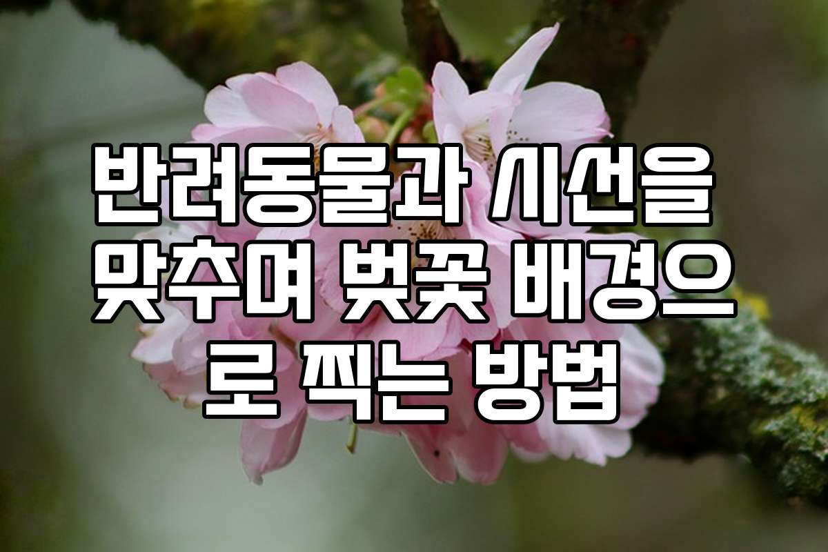 반려동물과 시선을 맞추며 벚꽃 배경으로 찍는 방법