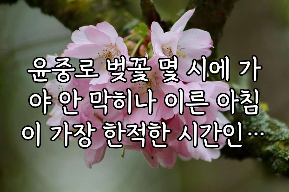 윤중로 벚꽃 몇 시에 가야 안 막히나 이른 아침이 가장 한적한 시간인지 궁금해요