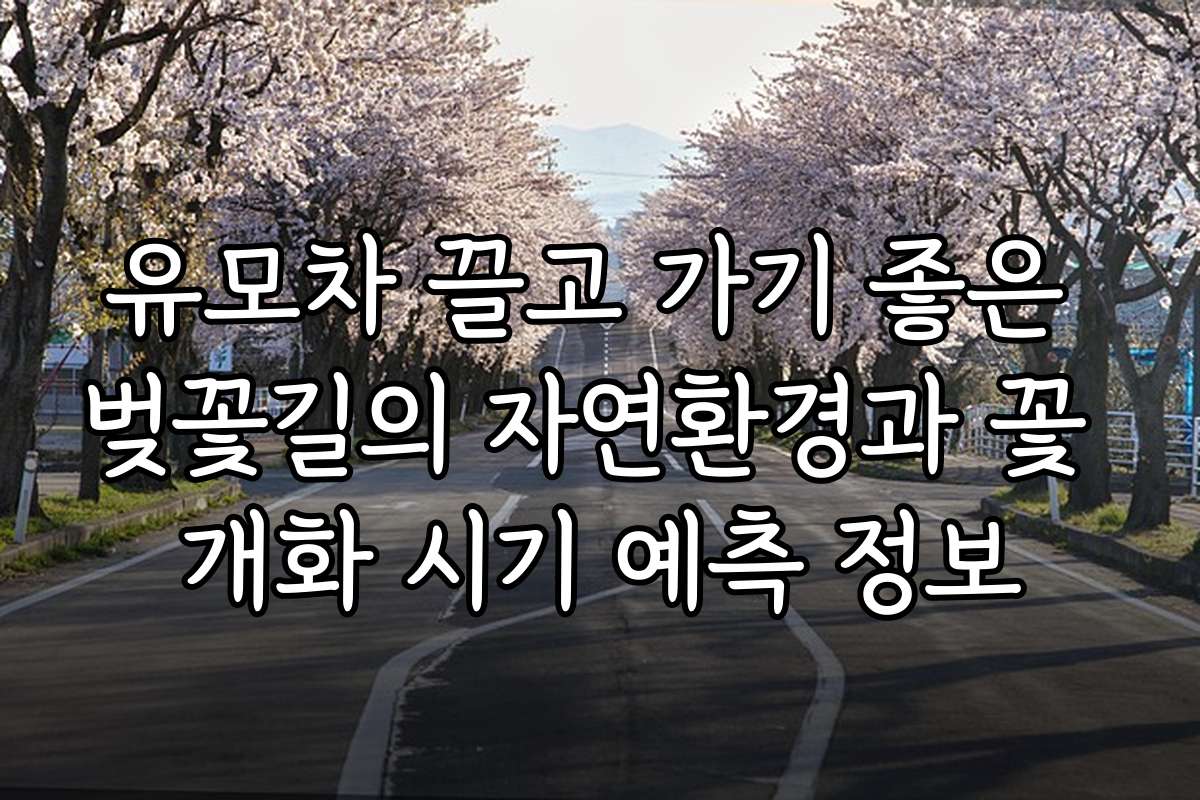 유모차 끌고 가기 좋은 벚꽃길의 자연환경과 꽃 개화 시기 예측 정보