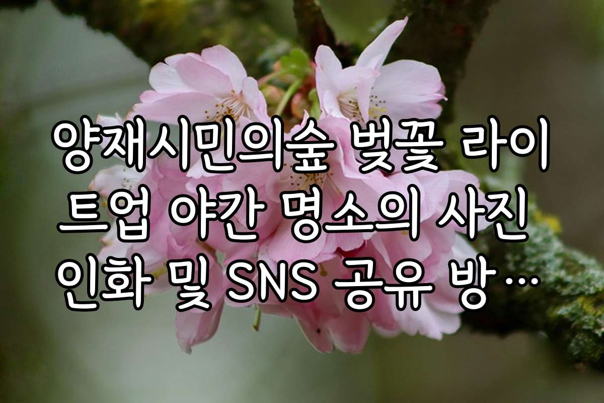 양재시민의숲 벚꽃 라이트업 야간 명소의 사진 인화 및 SNS 공유 방법을 소개합니다