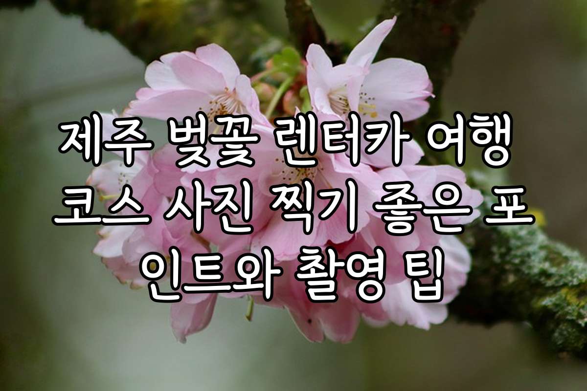 제주 벚꽃 렌터카 여행 코스 사진 찍기 좋은 포인트와 촬영 팁
