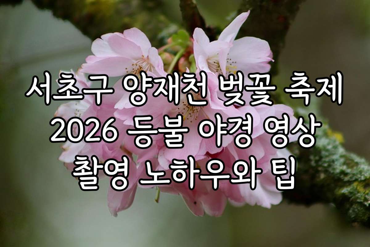 서초구 양재천 벚꽃 축제 2026 등불 야경 영상 촬영 노하우와 팁