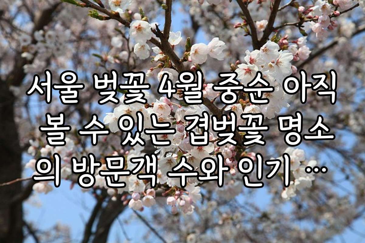 서울 벚꽃 4월 중순 아직 볼 수 있는 겹벚꽃 명소의 방문객 수와 인기 시간대 정보