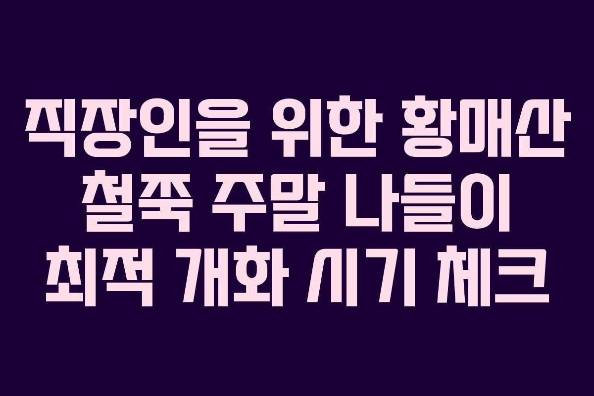 직장인을 위한 황매산 철쭉 주말 나들이 최적 개화 시기 체크