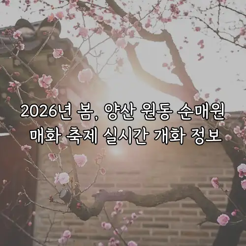 2026년 봄, 양산 원동 순매원 매화 축제 실시간 개화 정보