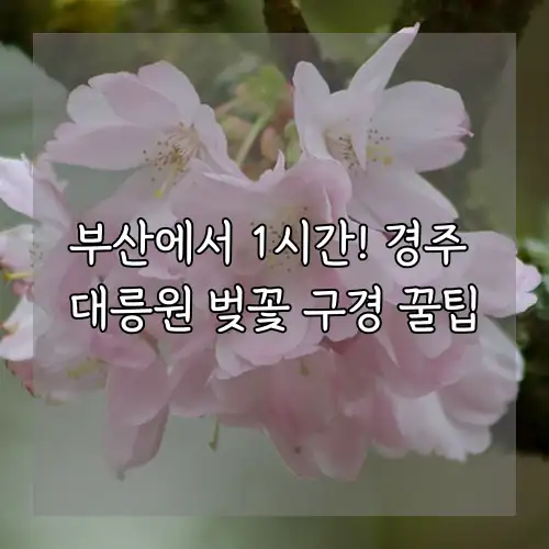 부산에서 1시간! 경주 대릉원 벚꽃 구경 꿀팁