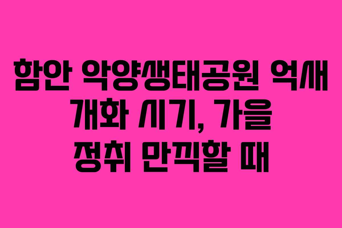 함안 악양생태공원 억새 개화 시기, 가을 정취 만끽할 때